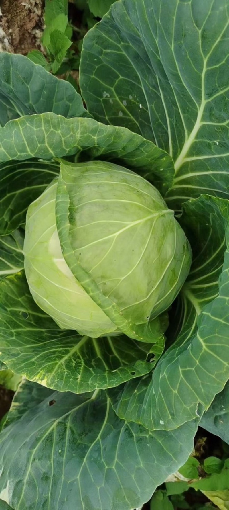甘兰