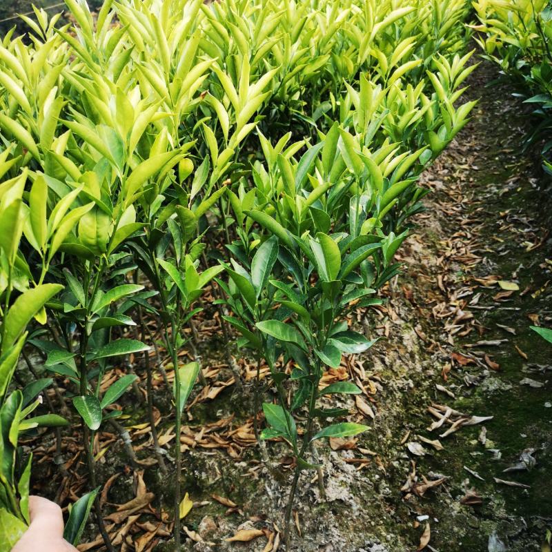 新会柑桔苗产地直供可以视频看货