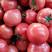 精品硬粉西红柿，弧三以上，产地直销，专供商超