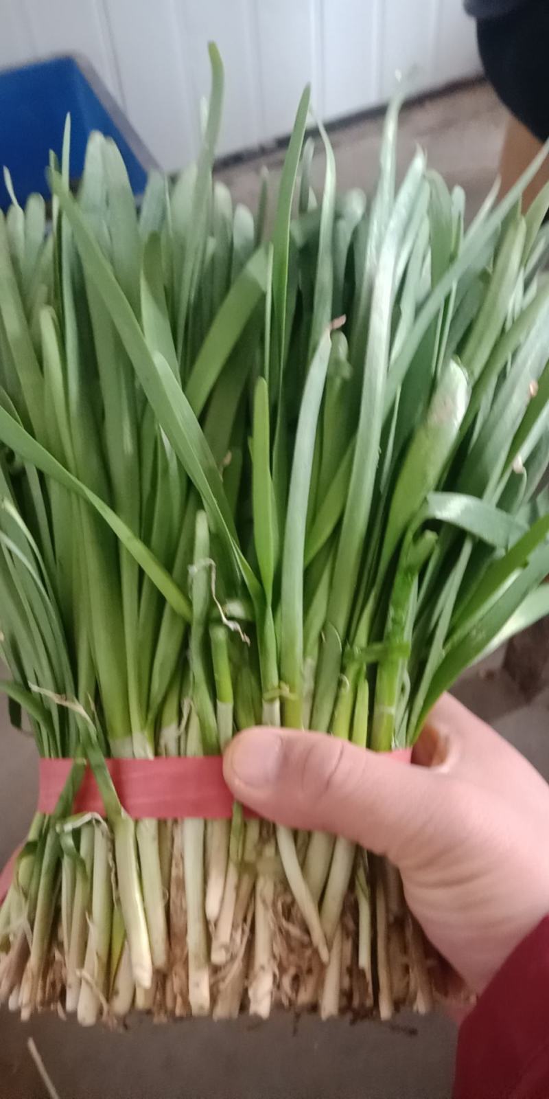 【韭菜】梁山红根韭菜大量上市量大质优价格优惠一手货源