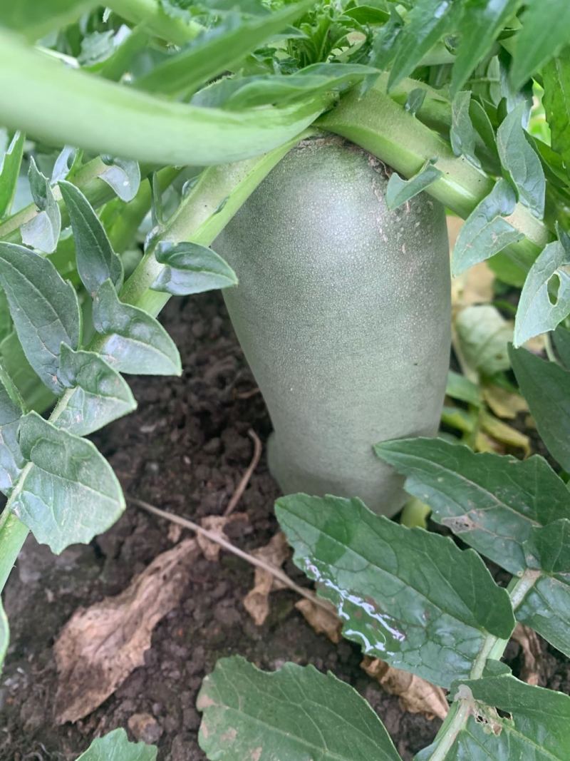 富硒水果萝卜，又脆又甜