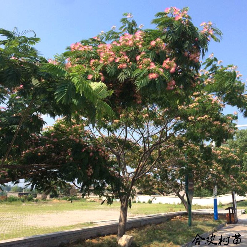 合欢树合欢绒花树芙蓉花树庭院盆栽合欢花树绿化工程