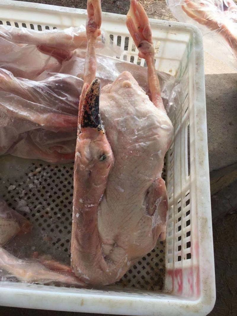 工厂直发老鸭种老鸭，下蛋老鸭，量大优惠
