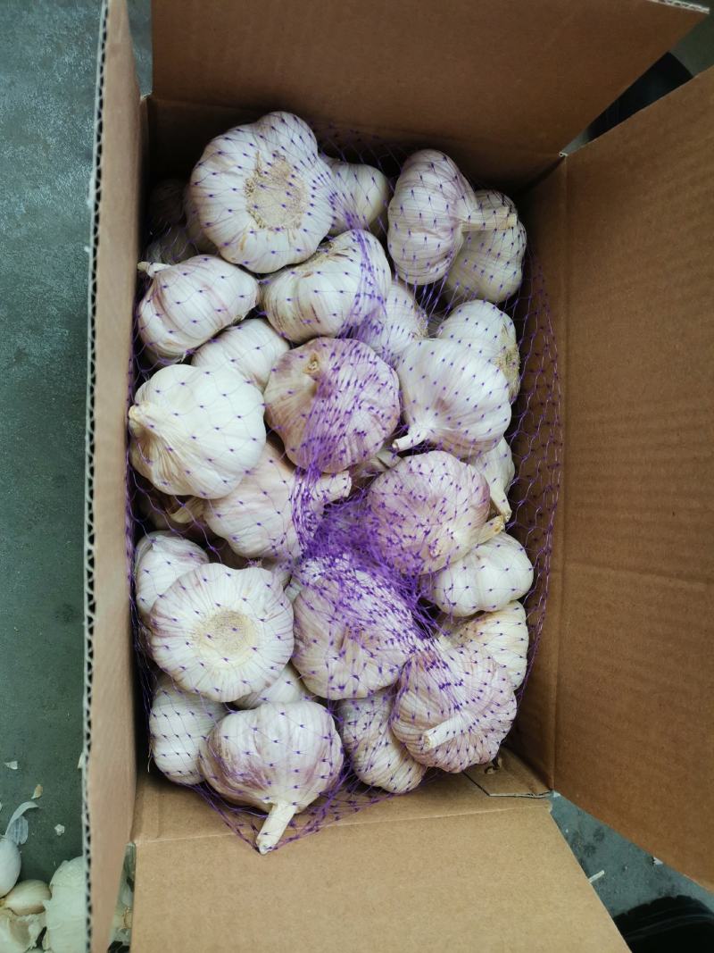 新出土大蒜蒜米蒜仔新鲜大蒜，发市场任何包装工厂蒜米