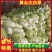 山东聊城万亩蔬菜基地大白101菜上市中急需客户前来收购