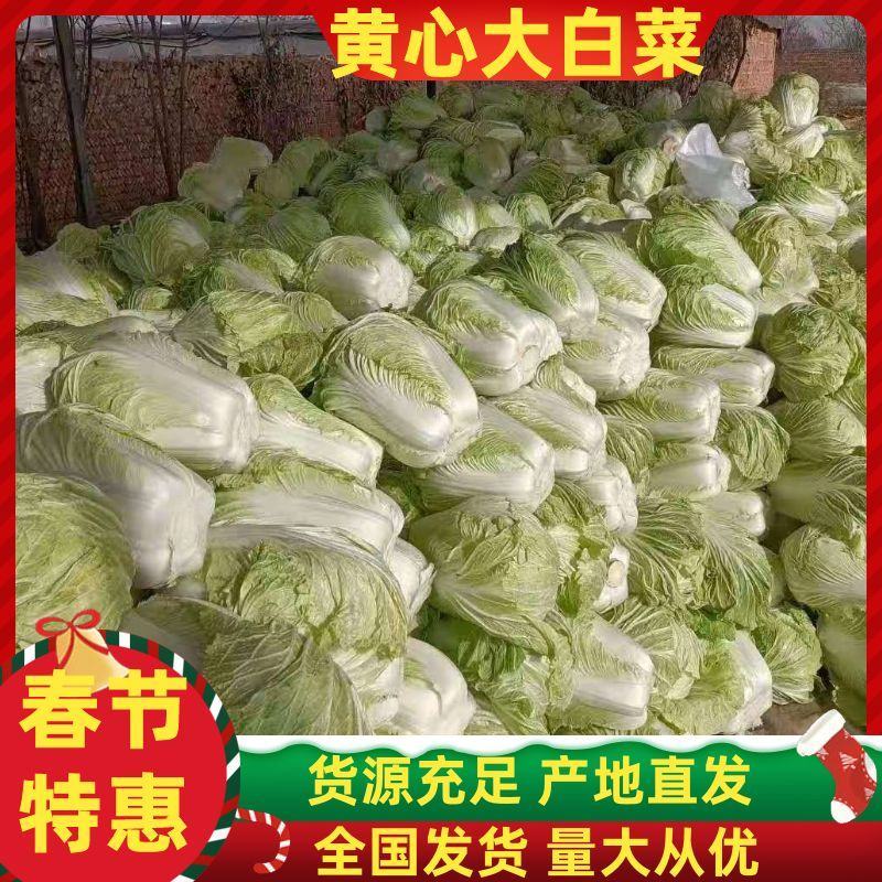 山东优质白菜，白菜产地直销，大量供应一手货源。