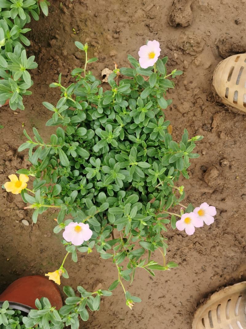 太阳花马齿笕青州基地大量供应双色杯营养杯