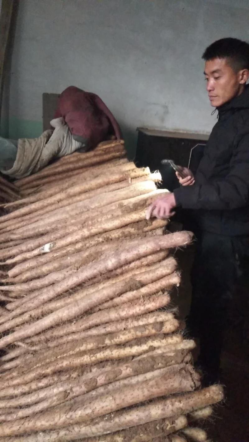 新鲜白玉山药1.4直接上车