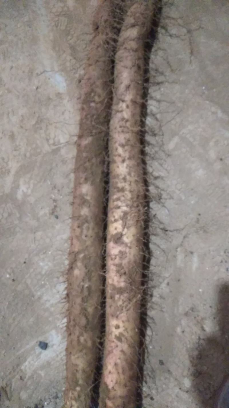 新鲜白玉山药1.4直接上车