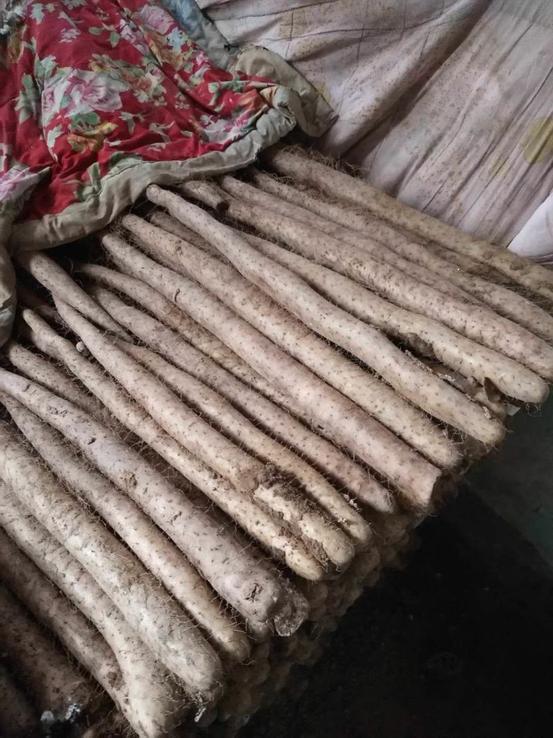 新鲜白玉山药1.4直接上车