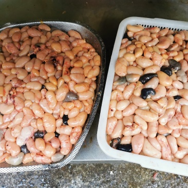 新鲜鸡腰子，年后预定合作伙伴