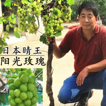 嫁接葡萄苗.蓝宝石阳光玫瑰品种齐全