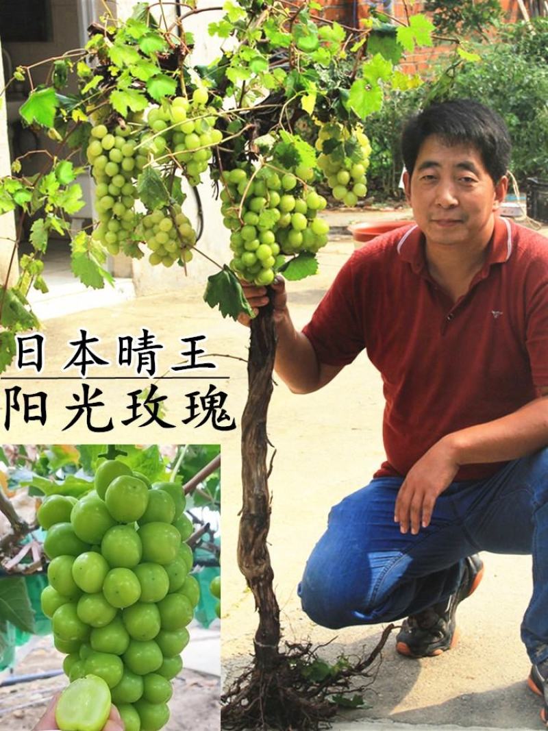 嫁接葡萄苗.蓝宝石阳光玫瑰品种齐全