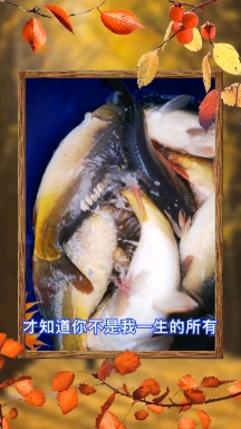 草鱼：生态鱼，喂草长大的