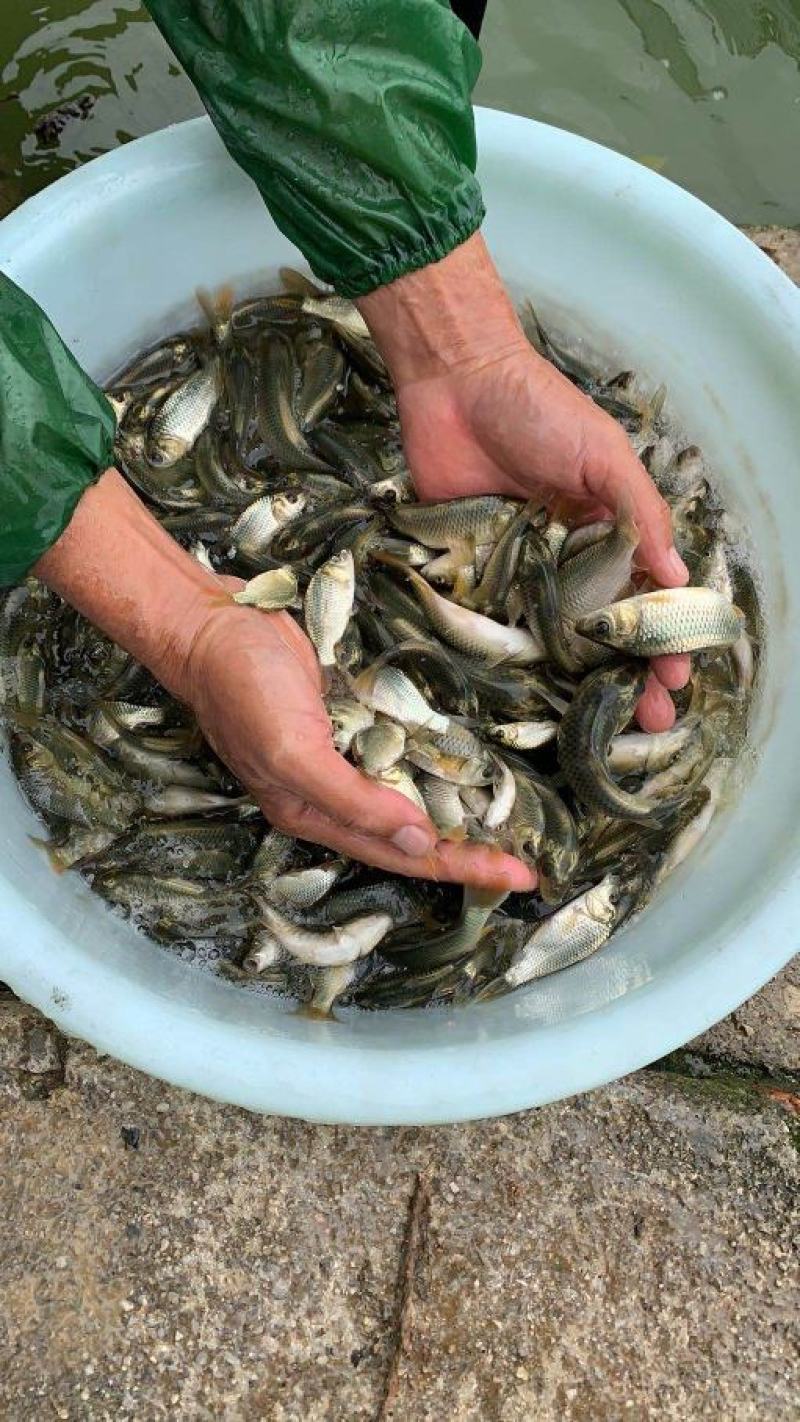 金背鲤鱼，花背鲤鱼苗，放稻田的强生鲤鱼苗供应