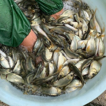 金背鲤鱼，花背鲤鱼苗，放稻田的强生鲤鱼苗供应