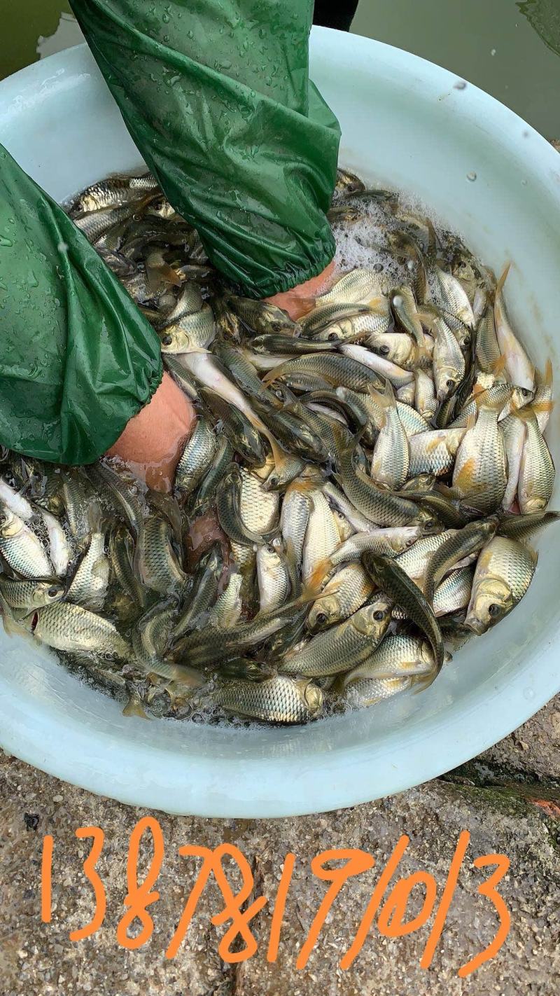 金背鲤鱼，花背鲤鱼苗，放稻田的强生鲤鱼苗供应