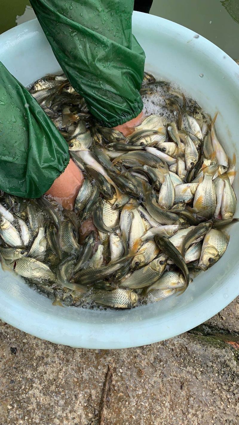 金背鲤鱼，花背鲤鱼苗，放稻田的强生鲤鱼苗供应