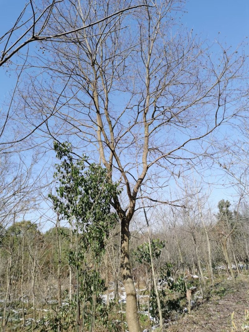 乌桕，丛生乌桕树等，规格全，南京货源，价格合理