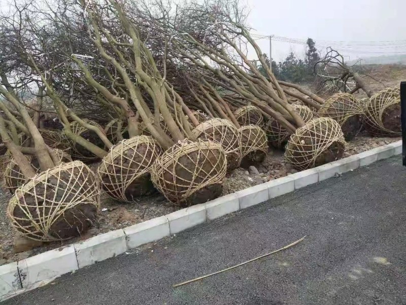 乌桕，丛生乌桕树等，规格全，南京货源，价格合理