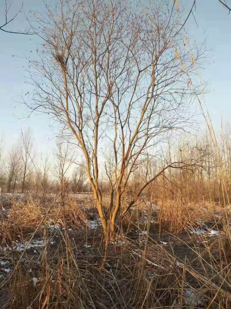 乌桕，丛生乌桕树等，规格全，南京货源，价格合理