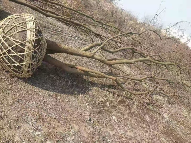 乌桕，丛生乌桕树等，规格全，南京货源，价格合理