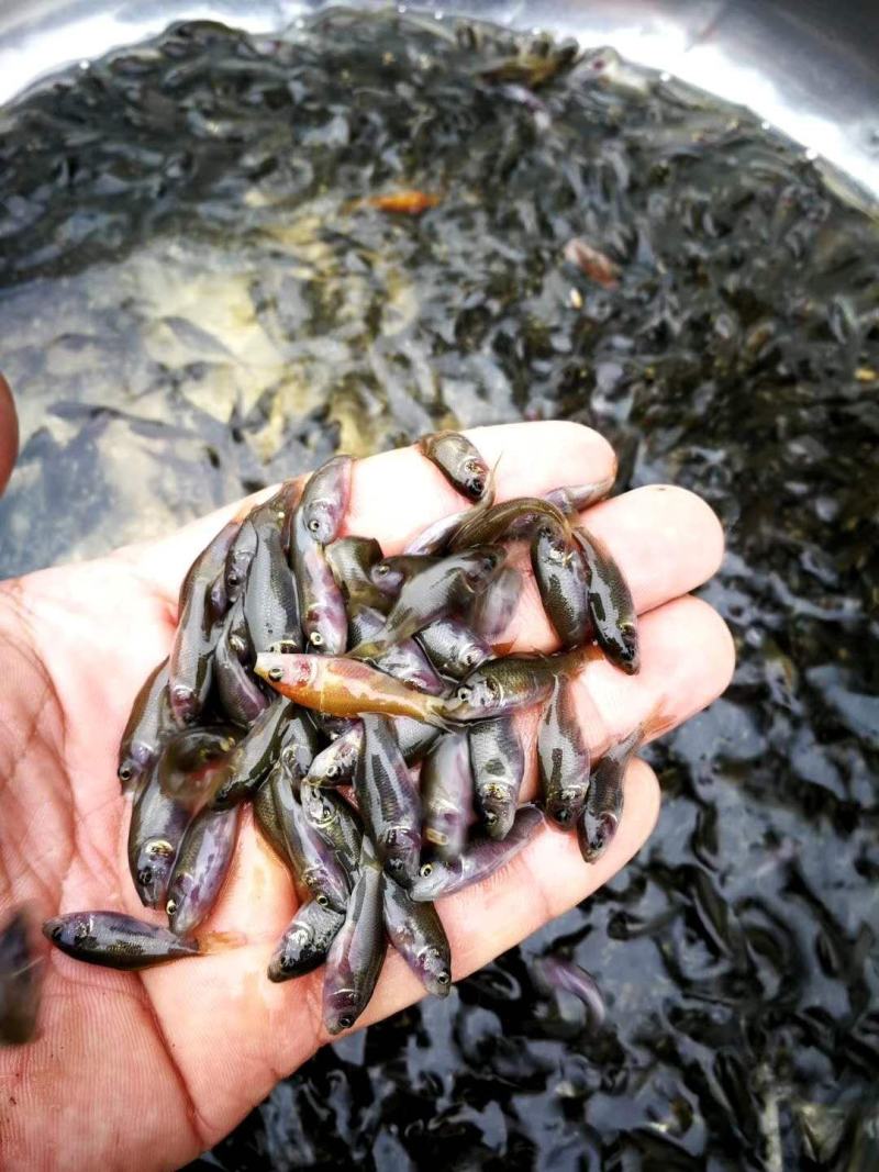 【推荐】脆骨肉嫩有稻花香的禾花鲤鱼苗供应价格优惠送货上门！