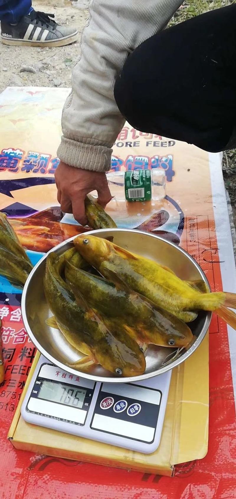 黄辣丁鱼苗，黄峰鱼苗，欢迎养鱼老板来电洽谈订购，谢谢！