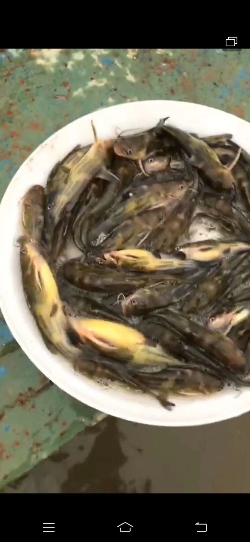 黄辣丁鱼苗，黄峰鱼苗，欢迎养鱼老板来电洽谈订购，谢谢！