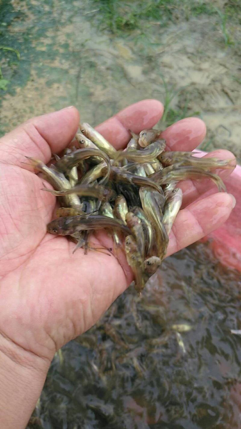 黄辣丁鱼苗，黄峰鱼苗，欢迎养鱼老板来电洽谈订购，谢谢！