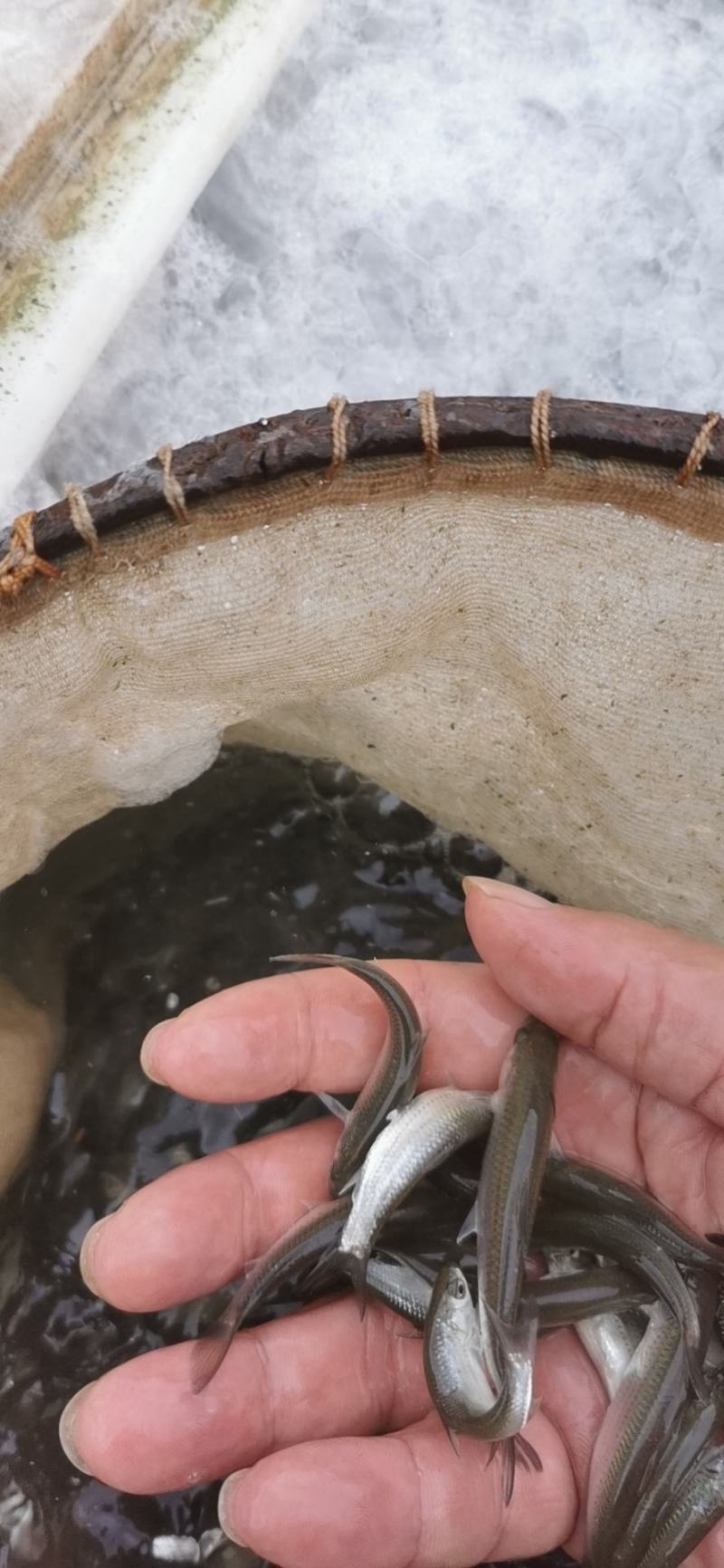赤眼鳟鱼苗，欢迎养鱼老板来电洽谈订购，谢谢！