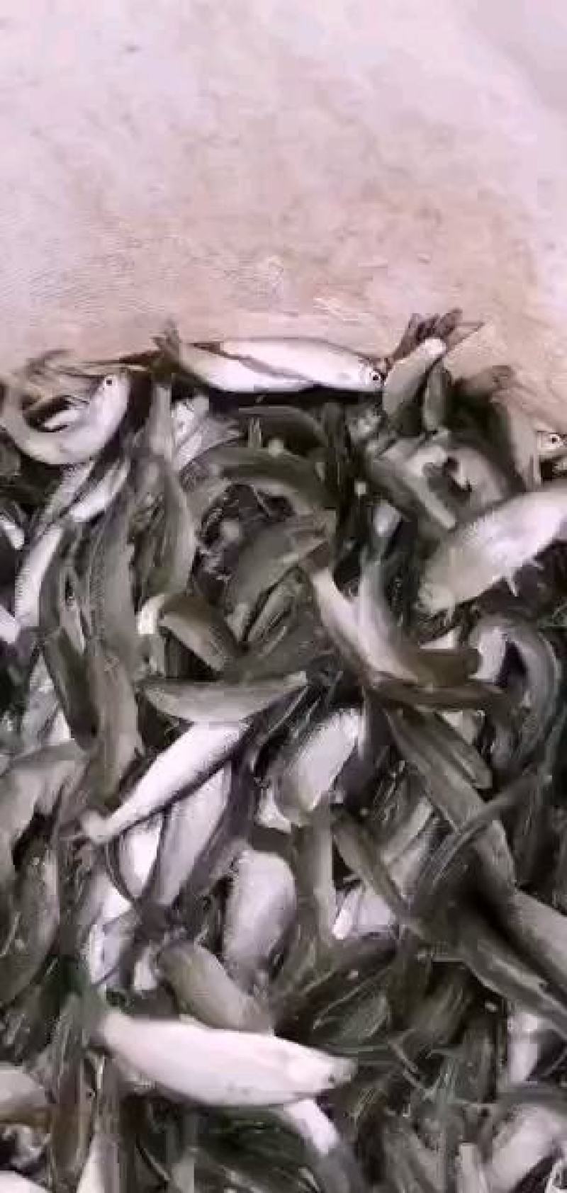 赤眼鳟鱼苗，欢迎养鱼老板来电洽谈订购，谢谢！