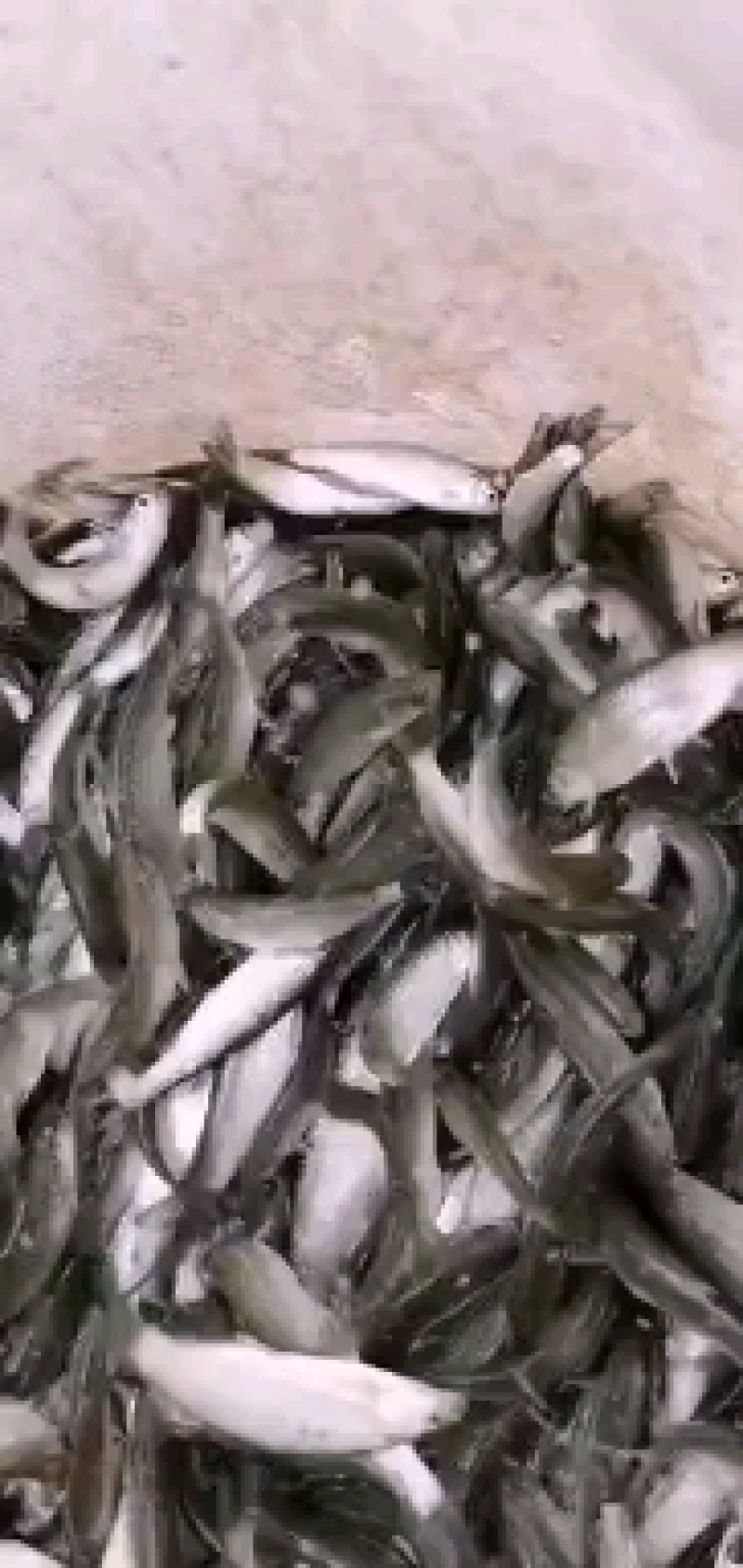 赤眼鳟鱼苗，欢迎养鱼老板来电洽谈订购，谢谢！