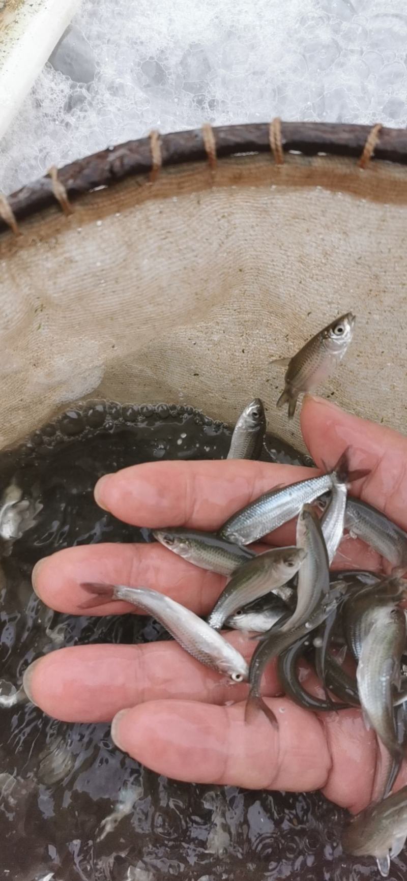 赤眼鳟鱼苗，欢迎养鱼老板来电洽谈订购，谢谢！