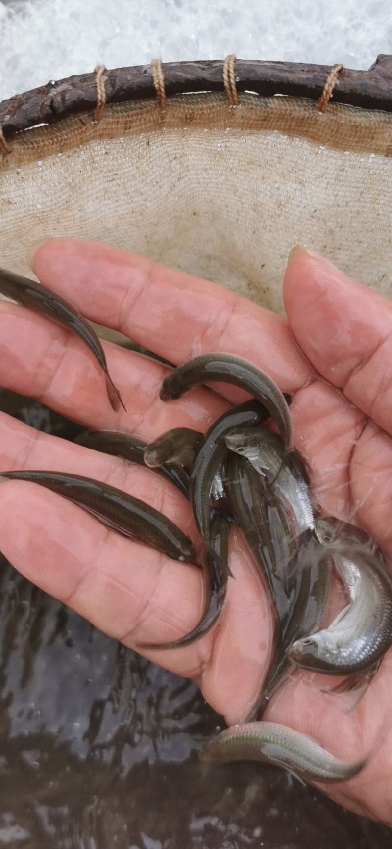 赤眼鳟鱼苗，欢迎养鱼老板来电洽谈订购，谢谢！