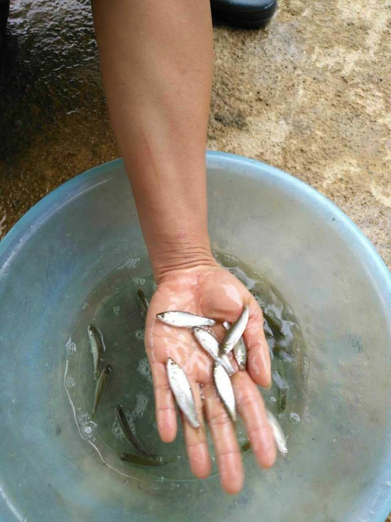 赤眼鳟鱼苗，欢迎养鱼老板来电洽谈订购，谢谢！