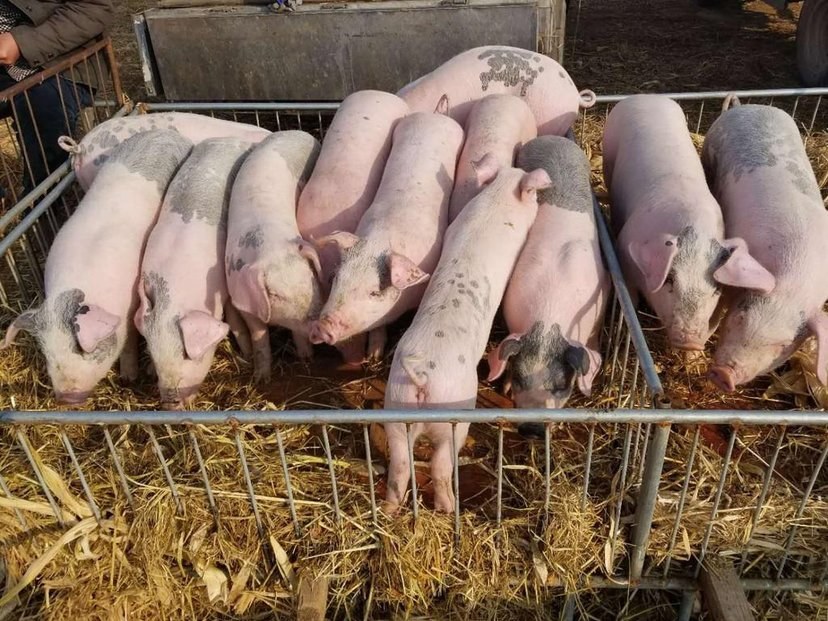 并排对比图:左侧为135日龄三元母猪崽(体型匀称、四肢稳健、背部平直、外阴发育良好、被毛柔亮);右侧为同日龄三元商品仔猪(肌肉更丰满、腹围略大、背线微拱);背景为标准化育成舍,两栏间设透明亚克力隔断,便于直观比较体型结构与活力状态 三元母猪崽与同期商品仔猪对比展示