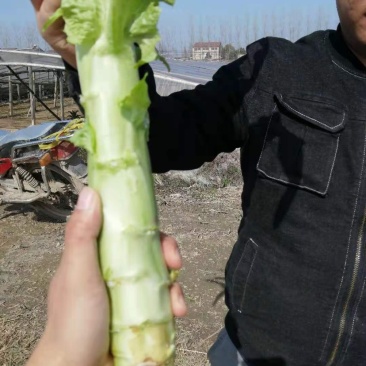 红叶香莴苣，万紫千红，万亩基地