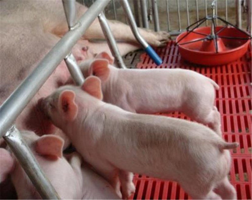 一名身穿蓝色工作服的技术人员正站在限位栏旁,用手按压一头约7月龄三元后备母猪的背部,观察其静立反应,判断是否处于发情期,猪只耳标清晰可见,环境整洁 养殖场技术人员正在对一头待配种的三元后备母猪进行发情鉴定