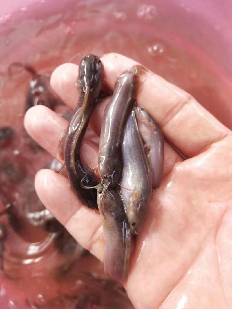 土塘鲺鱼苗，土塘角鱼苗，江鳅鱼苗，供应欢迎来电洽谈订购！