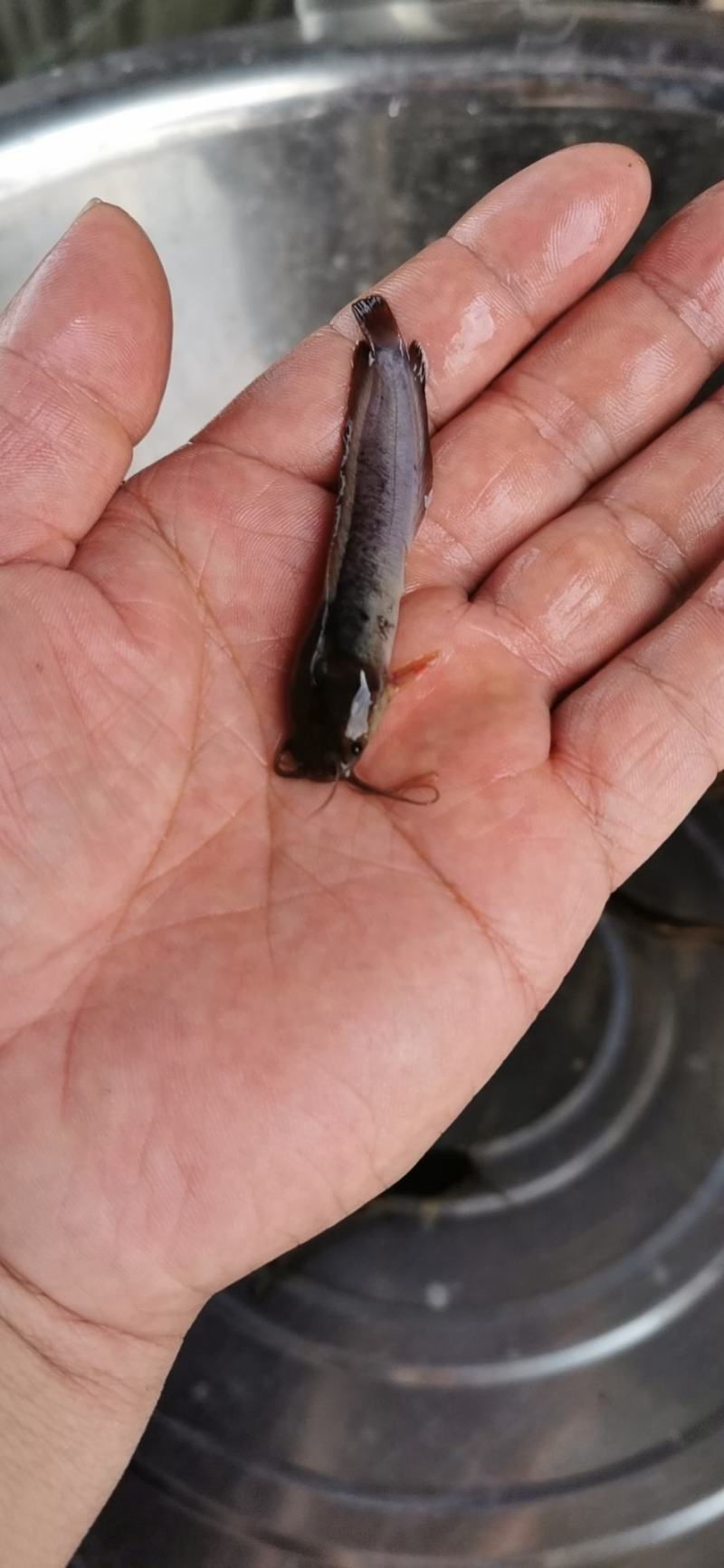 土塘鲺鱼苗，土塘角鱼苗，江鳅鱼苗，供应欢迎来电洽谈订购！