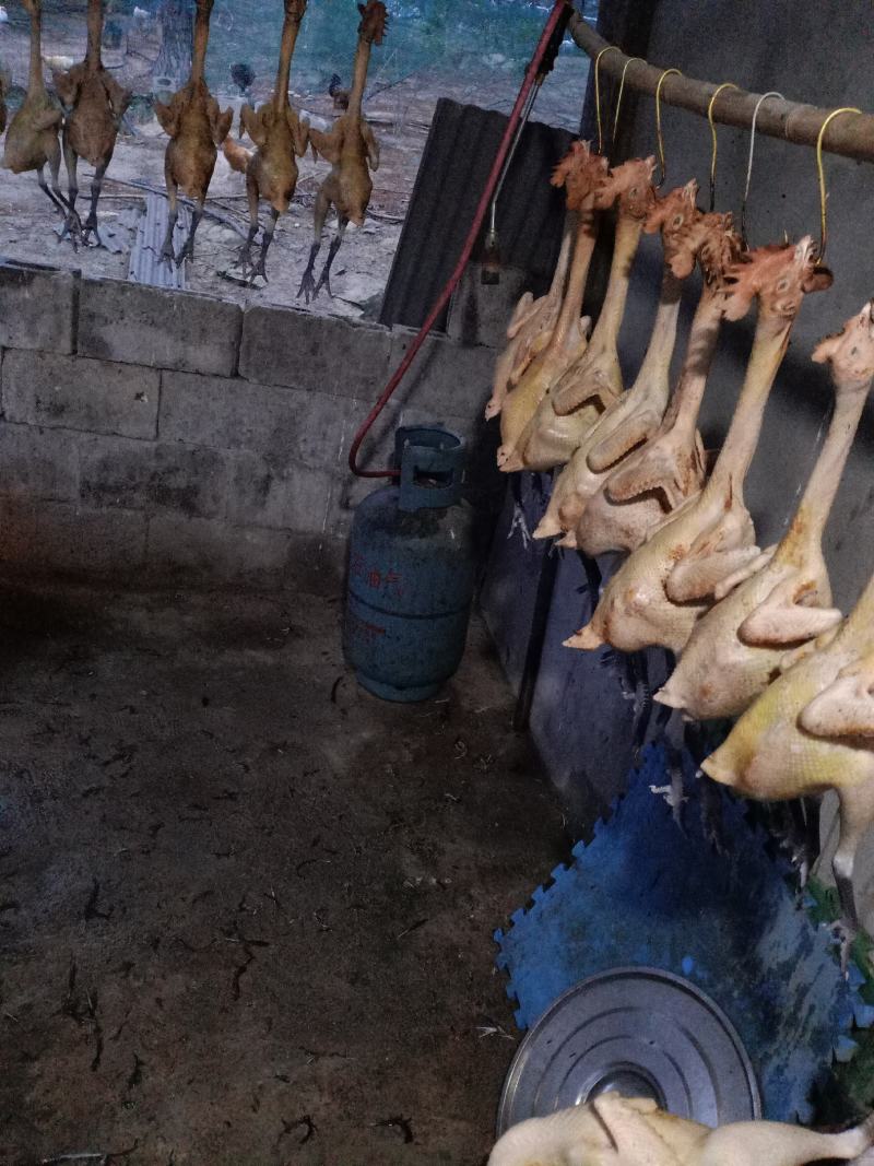 正宗松树林散养老品种土鸡，全散养土鸡，走地鸡，老公鸡，老