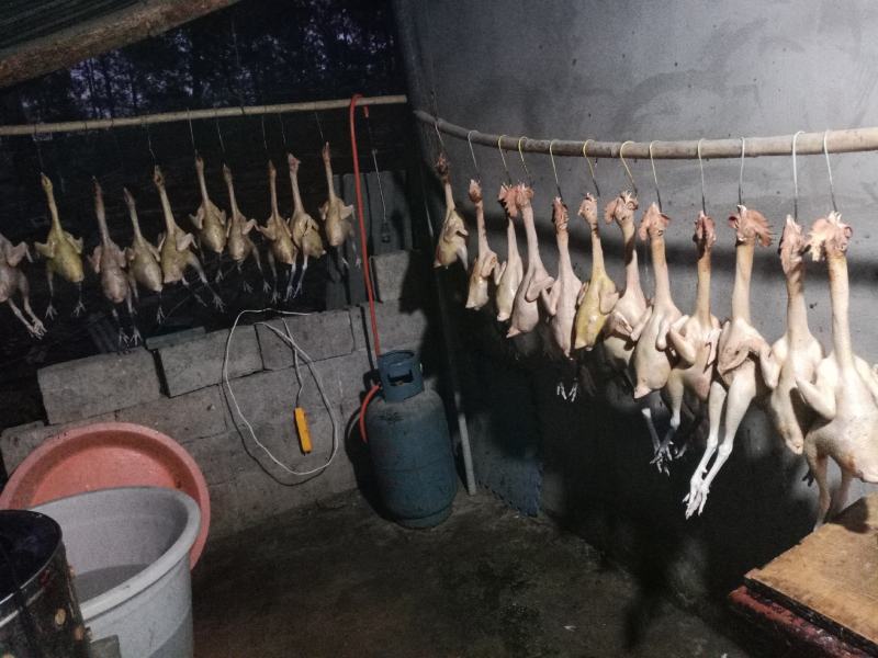 正宗松树林散养老品种土鸡，全散养土鸡，走地鸡，老公鸡，老