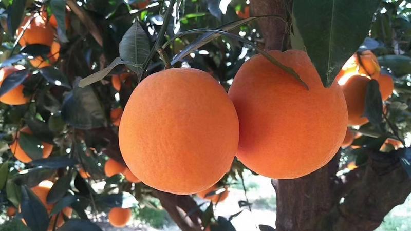 伦晚脐橙花果同树，量大优惠，大量供应，价钱实惠