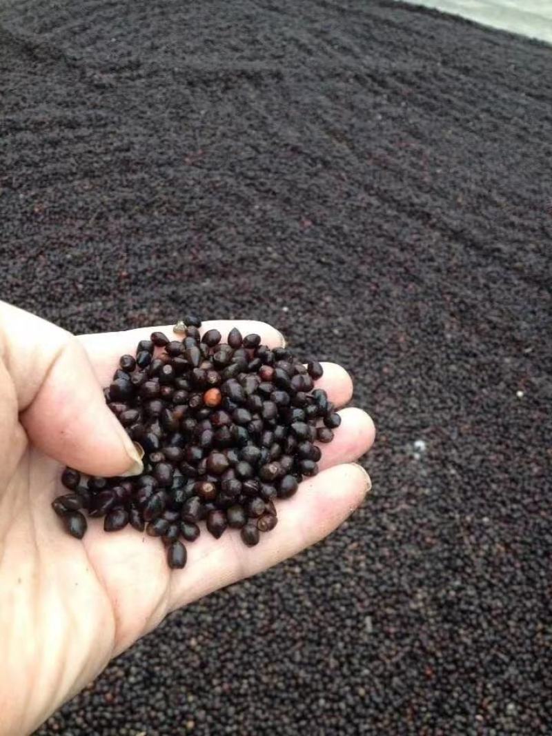大量供应红豆杉小苗红豆杉杯苗南方红豆杉曼地亚红豆杉