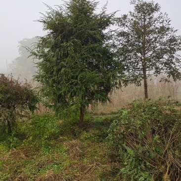 大量供应红豆杉小苗红豆杉杯苗南方红豆杉曼地亚红豆杉