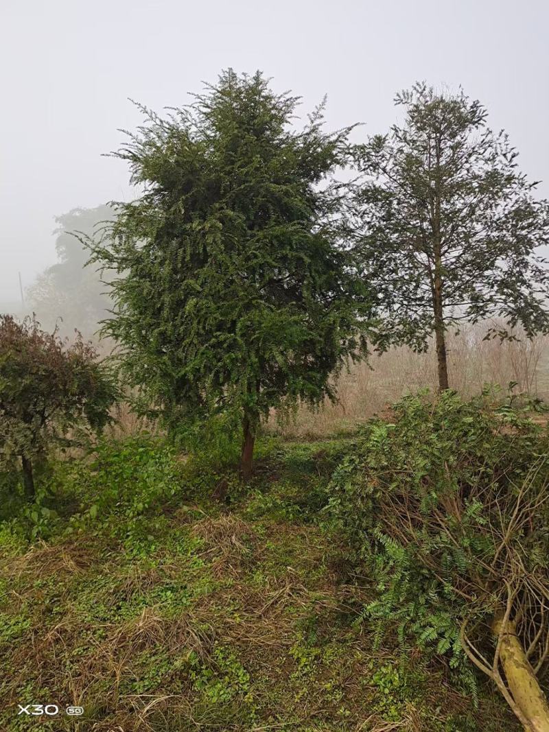 大量供应红豆杉小苗红豆杉杯苗南方红豆杉曼地亚红豆杉