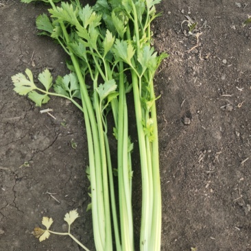 出售精品芹菜、产地直销，自家种植