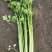 出售精品芹菜、产地直销，自家种植