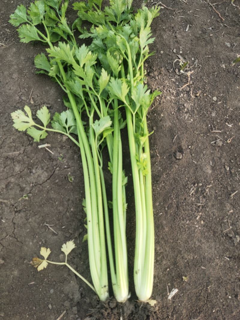 出售精品芹菜、产地直销，自家种植